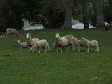 Sheep Herd.jpg